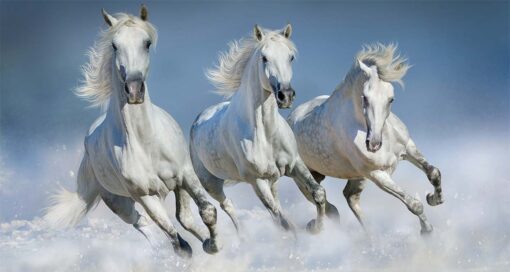 The White Running Horses Wallmural M803 - Image 2