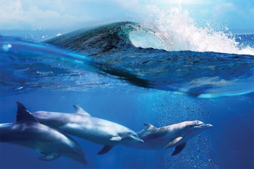 The Dolphins Wallmural M886 - Image 2