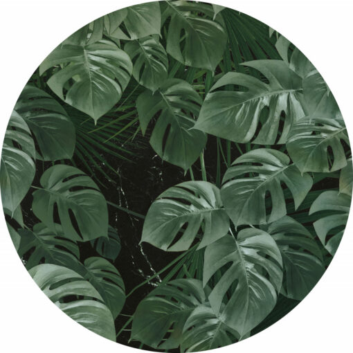 Circle Art - Novel Monstera - Image 2