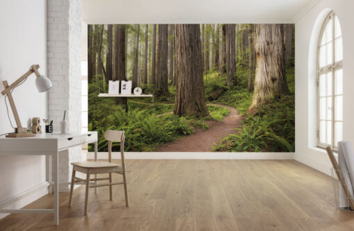 Redwood Trail Wallmural ( 450 x 280 cm)