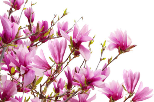 Magnolia Wallmural - Premium - Image 2