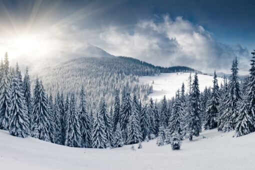 Winter Wallmural - Premium - Image 2