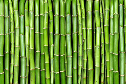 Bamboo Wallmural - Premium - Image 2