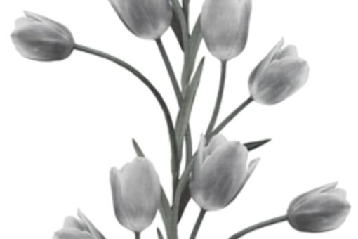 La Vie En Tulipe, White Wallmural - Premium - Image 2