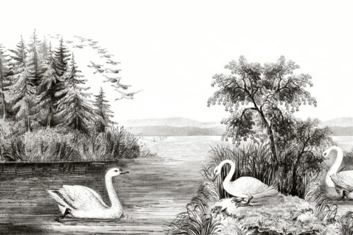 Swan Lake Wallmural - Premium - Image 2