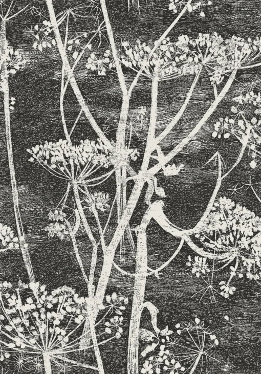 COW PARSLEY - Image 5