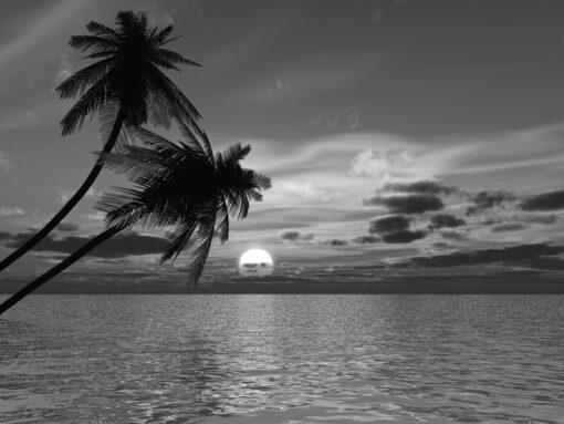 Coconut Palm Sun - Image 2