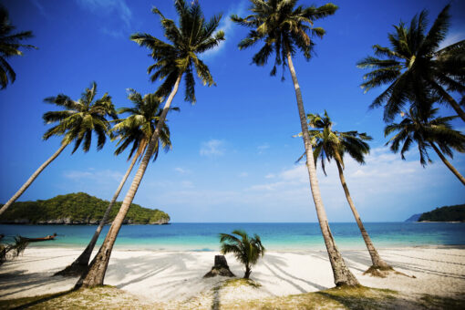 Coconut Palms, Thailand - Image 2