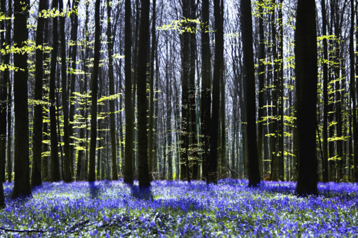 Dark Tree and Bluebells - Image 2