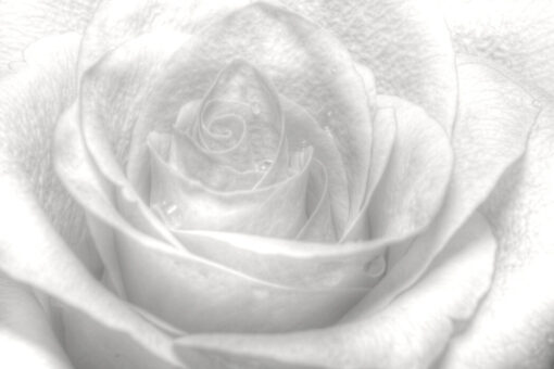 High Key Rose - Image 2