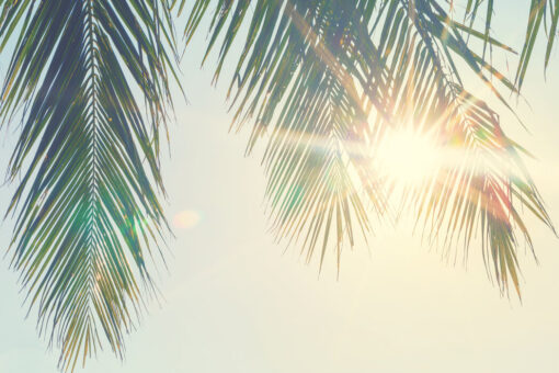 Palm Leaves Sunset - Image 2