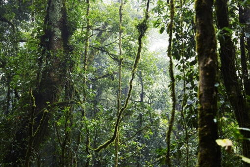 Tropical Forest - Image 2